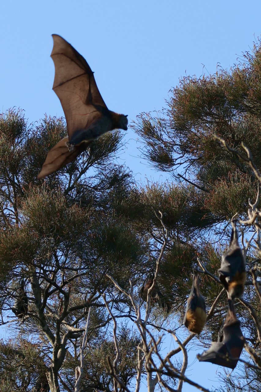 Bats in Centennial Park