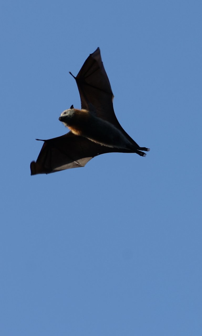 In flight Bats in Centennial Park