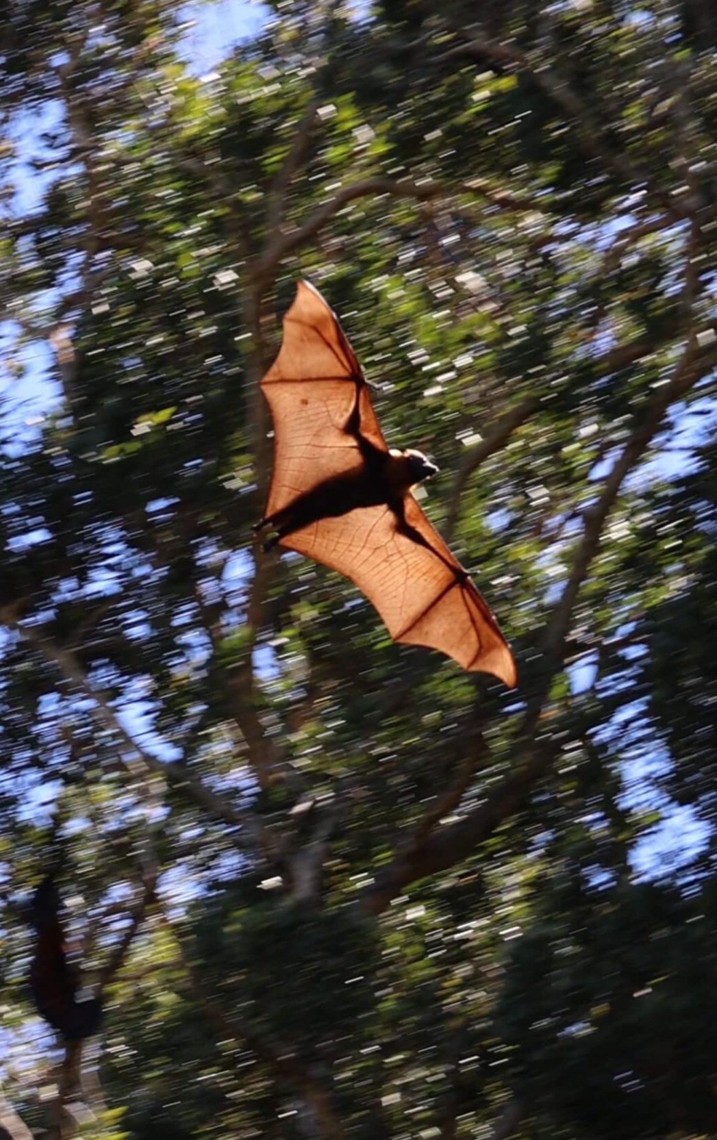Bat flying in Centennial Park
