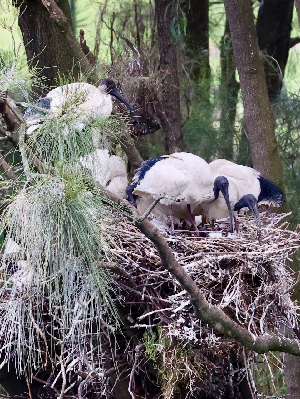 Nesting Ibis Lake Belvedere
