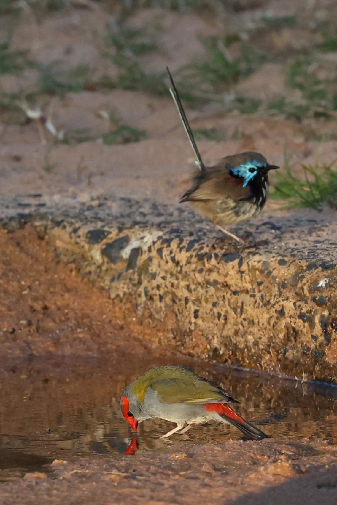 Best birdwatching spots in Sydney — Incidentally Sydney