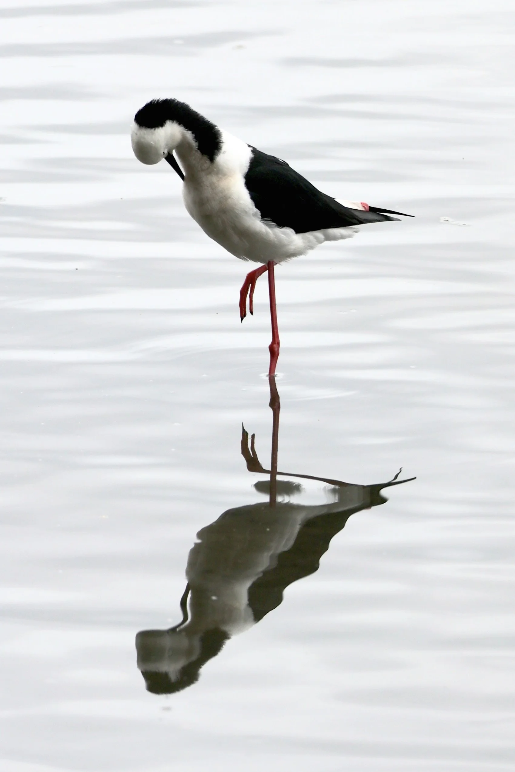 Best birdwatching spots in Sydney — Incidentally Sydney