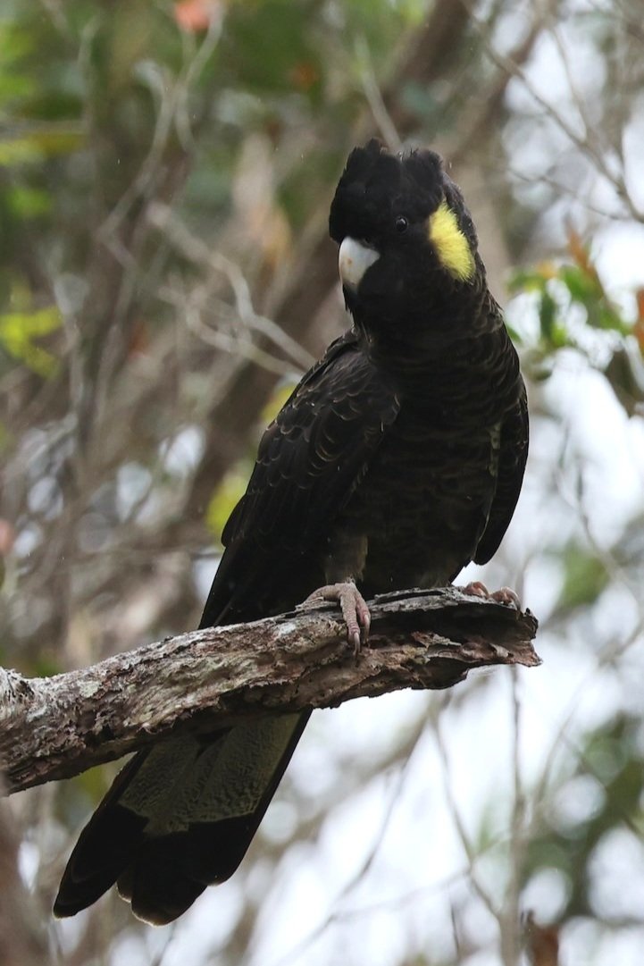 Black Cockatoo 