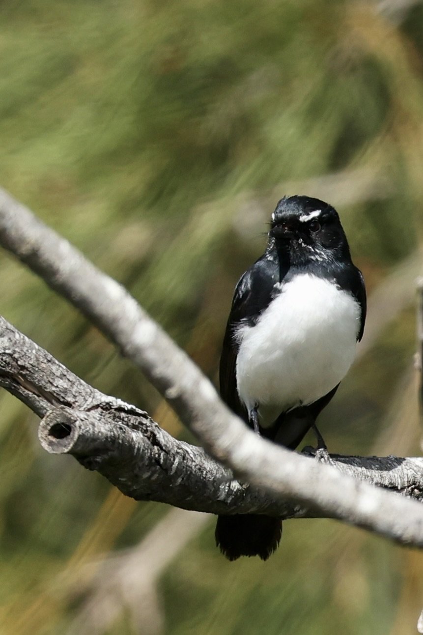 Willy Wagtail 