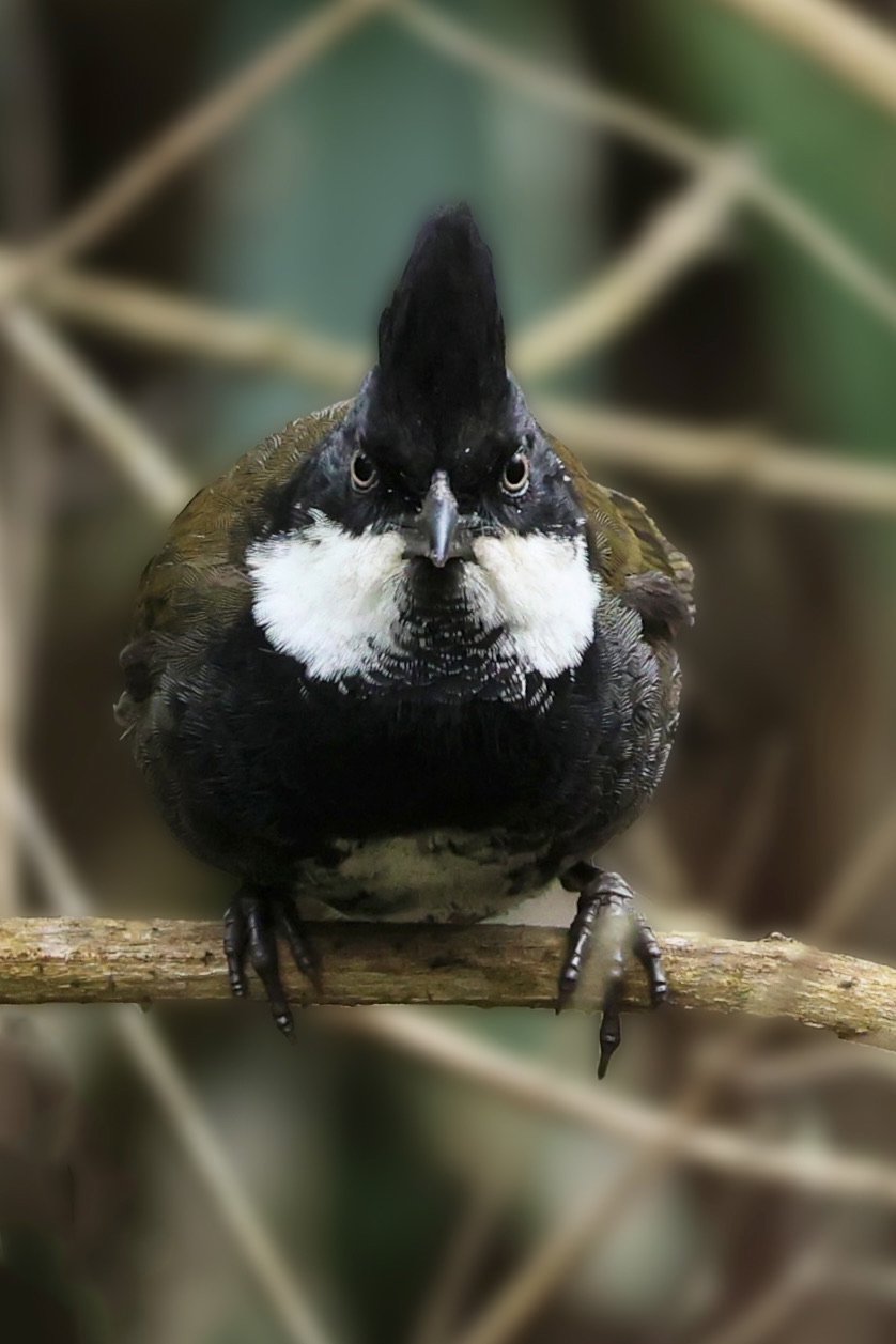 Eastern Whipbird.jpeg
