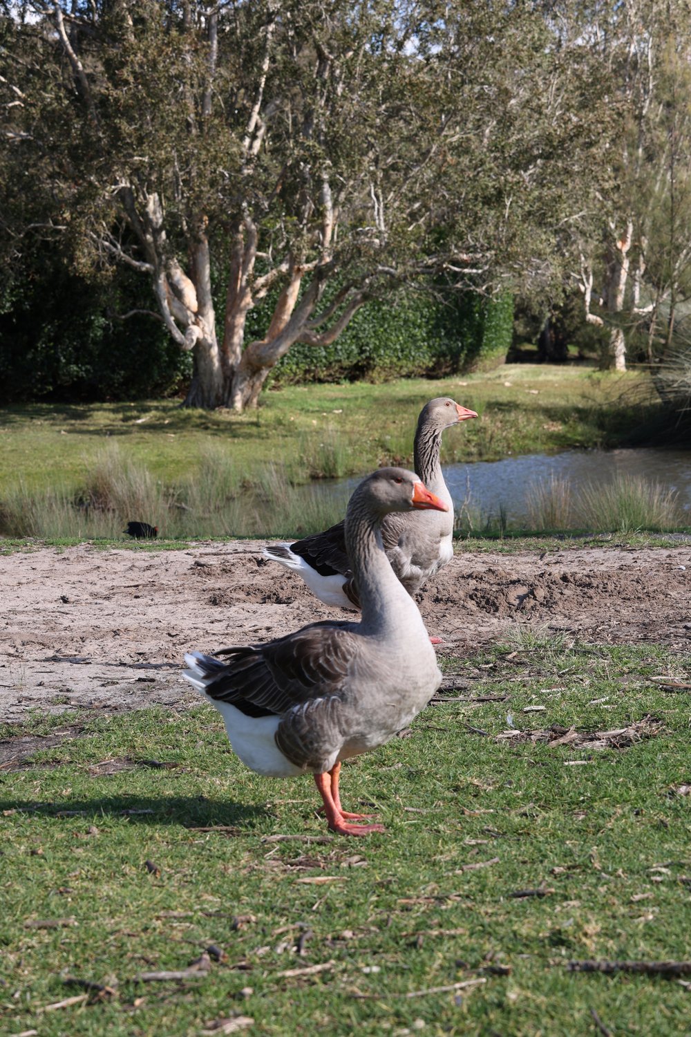 Geese at Centennial Park.jpeg