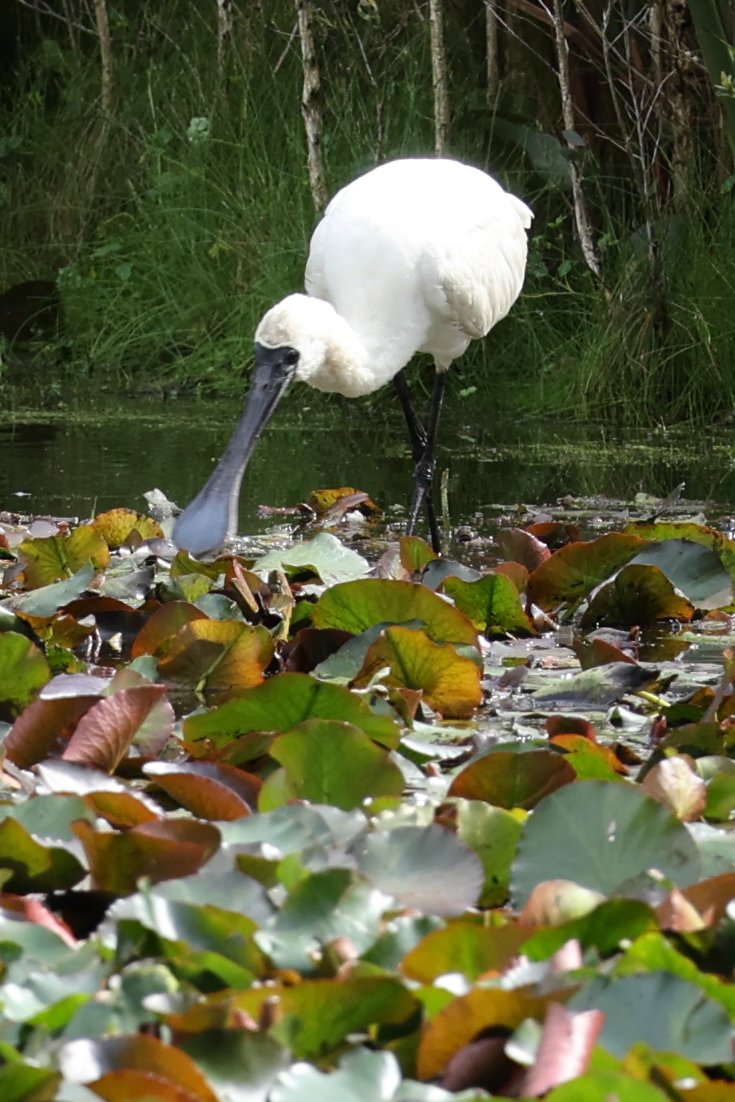Spoonbill