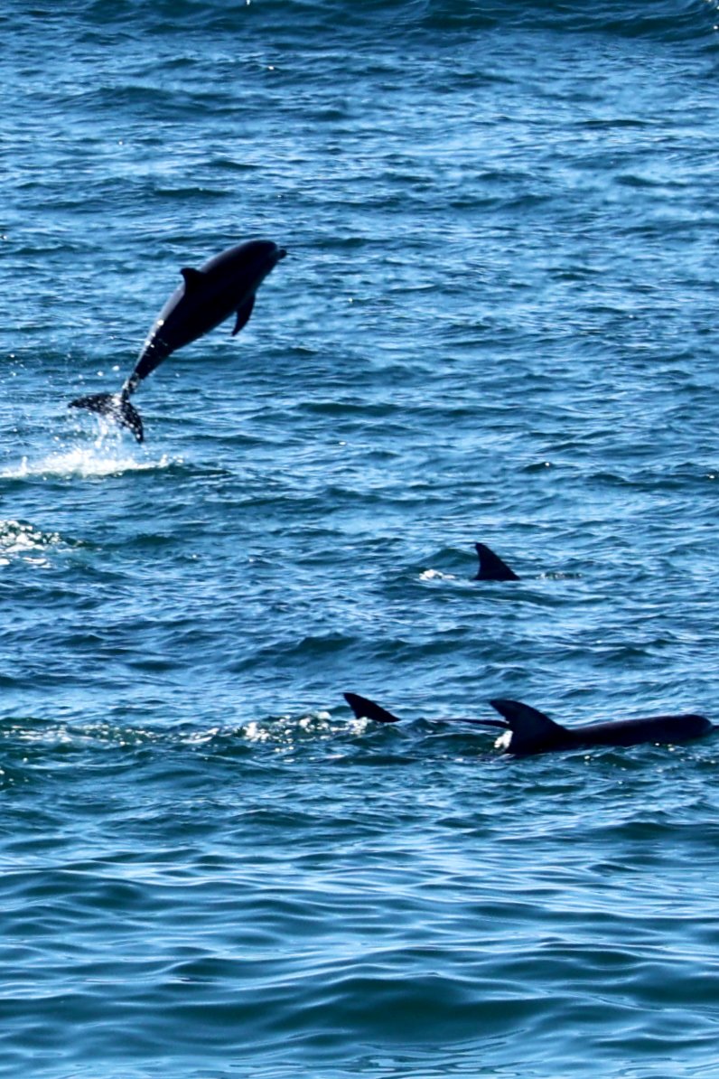 Dolphin jumping Bondi.jpeg