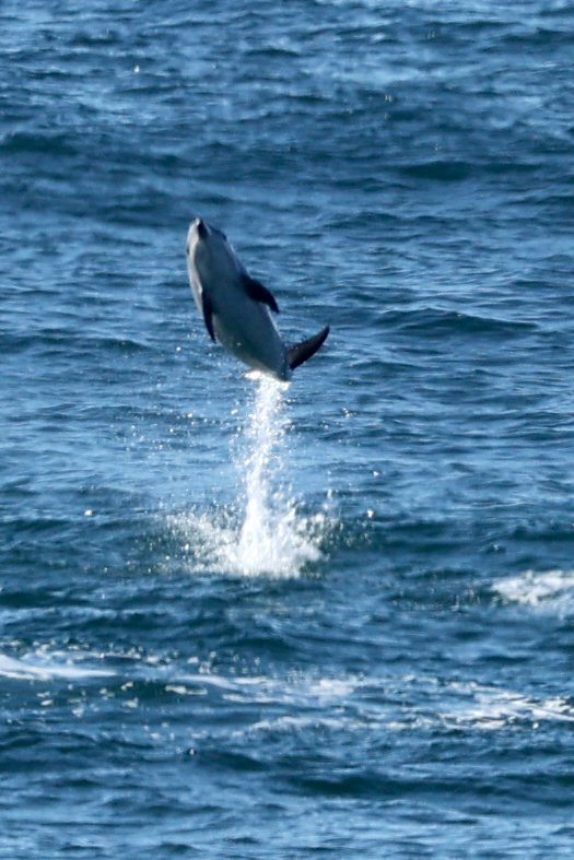Dolphin Tamarama.jpeg