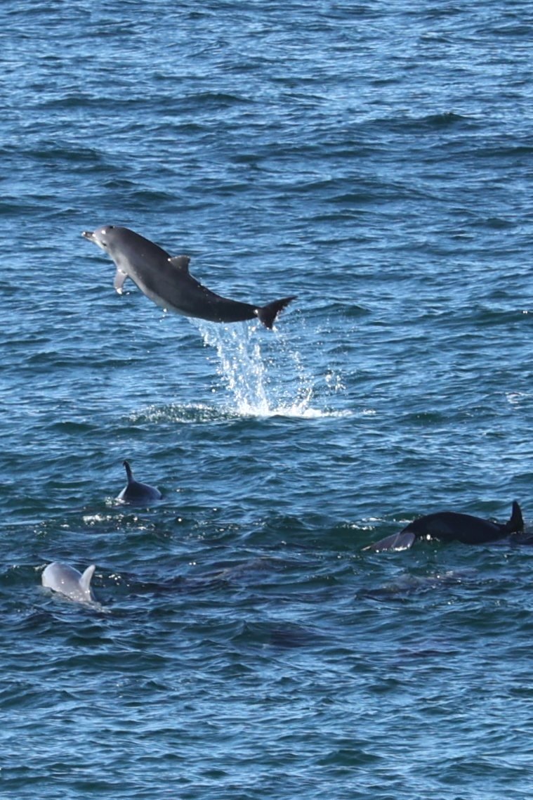 Dolphins+at+Bondi.jpg