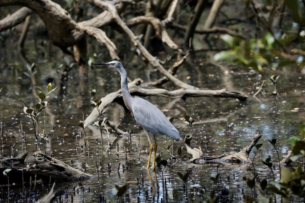 White-faced Heron in the mangroves Woolooware Bay
