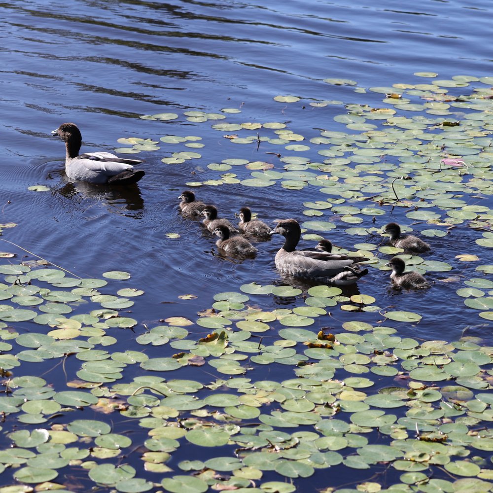 Family of ducks Mt Annan Botanic Gardens