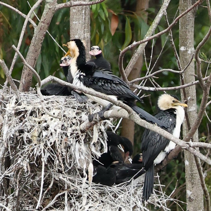 Nesting cormorants Mount Annan Botanic Gardens.jpeg
