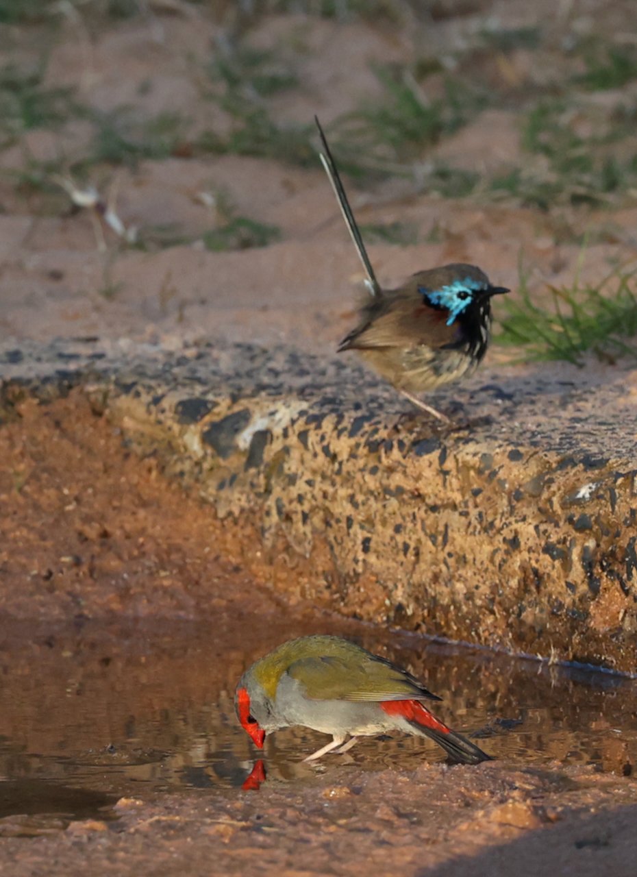 Fairy-wren and Red-browed Finch