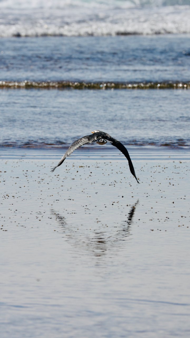 cormorant in flight Fishermans Beach.jpeg