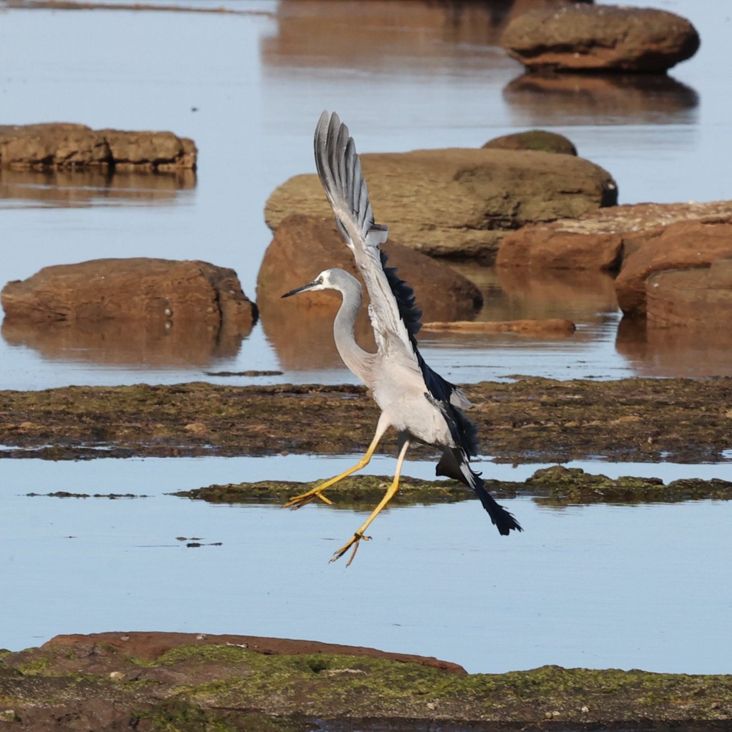 White-faced Heron