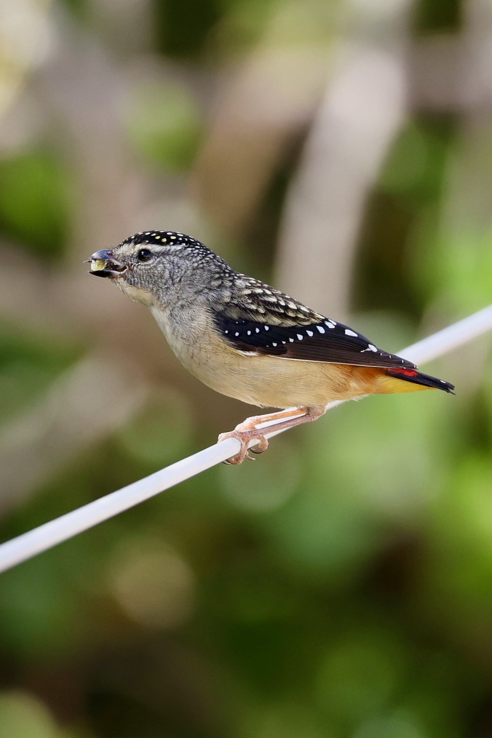 Spotted Pardalote .jpeg