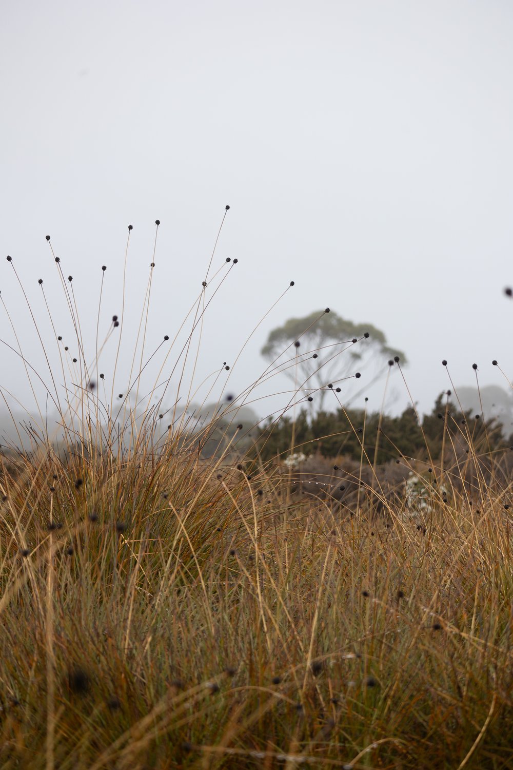 Buttongrass plains in the mist.jpg