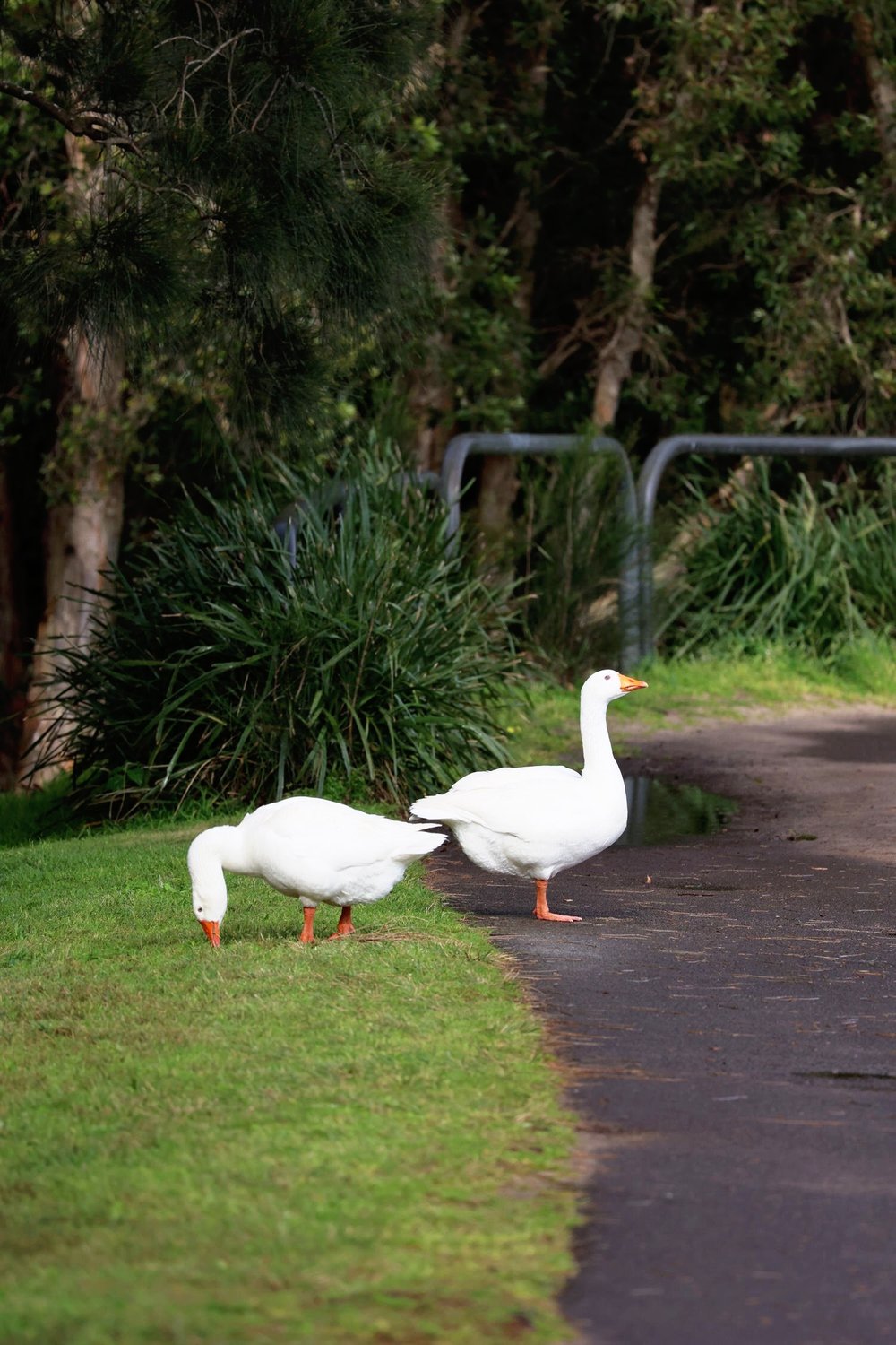 Geese Sir Joseph Banks Park