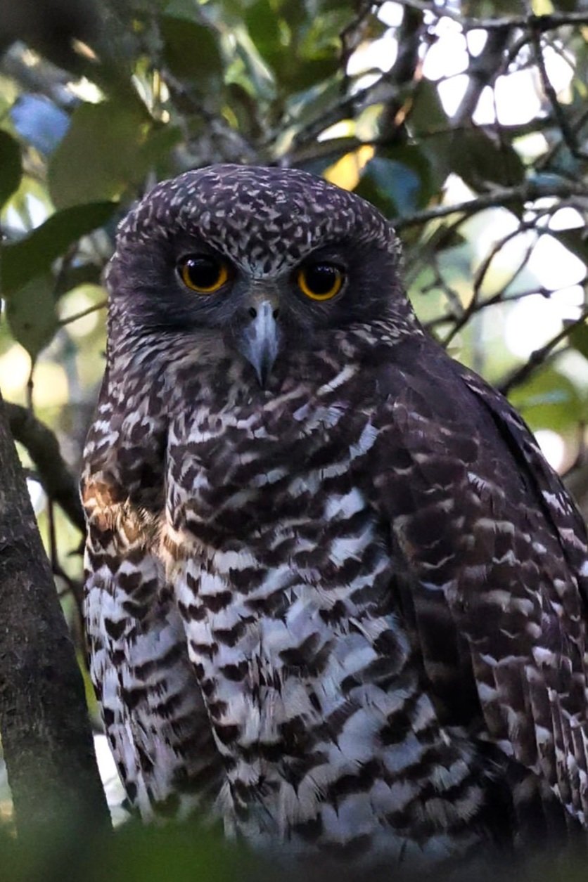 Powerful Owl in Lime Kiln Wetlands