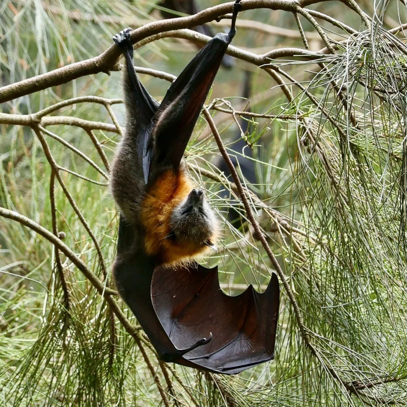 Warriewood+Wetlands+bats+October+2022-7.jpg