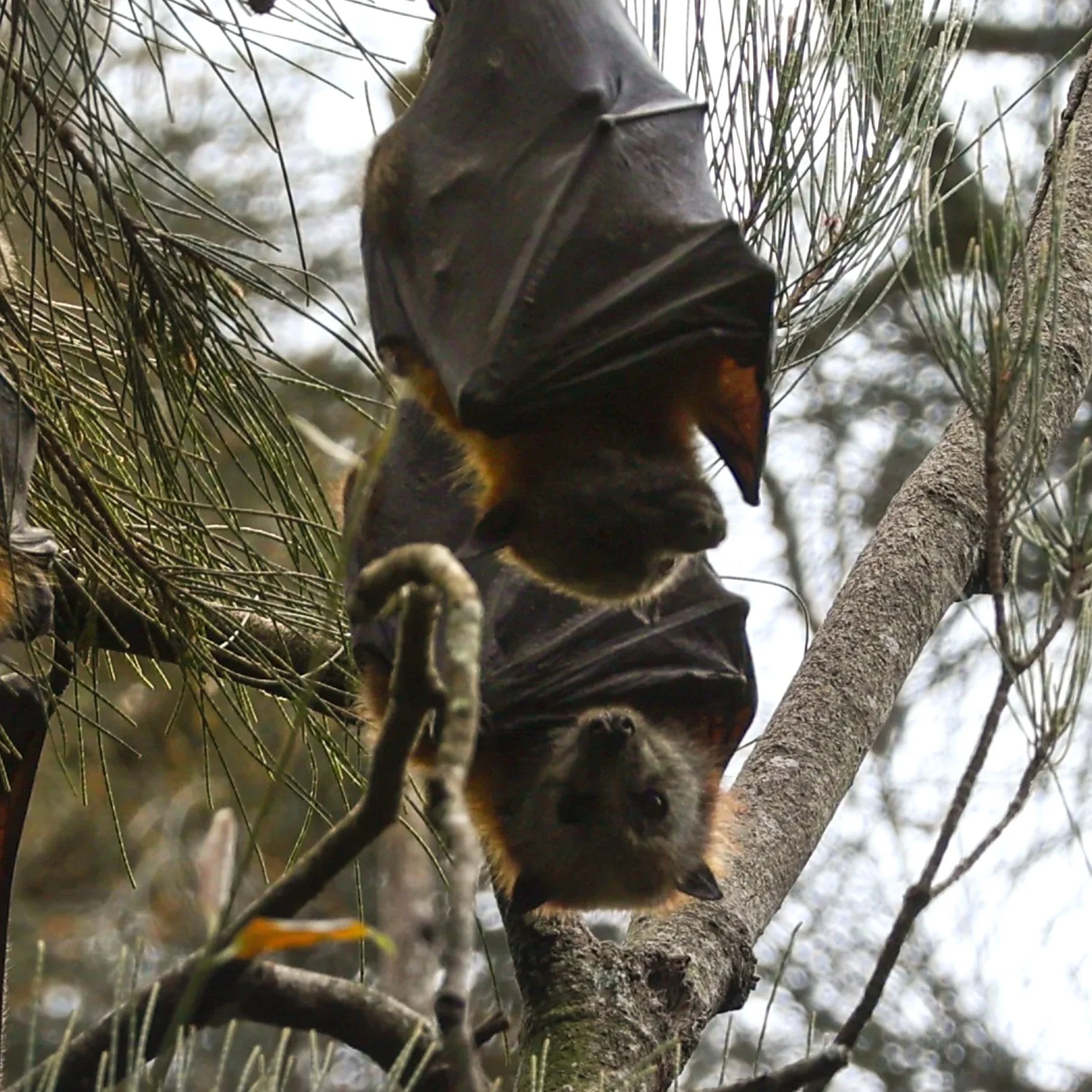 Warriewood+Wetlands+bats+October+2022.jpg