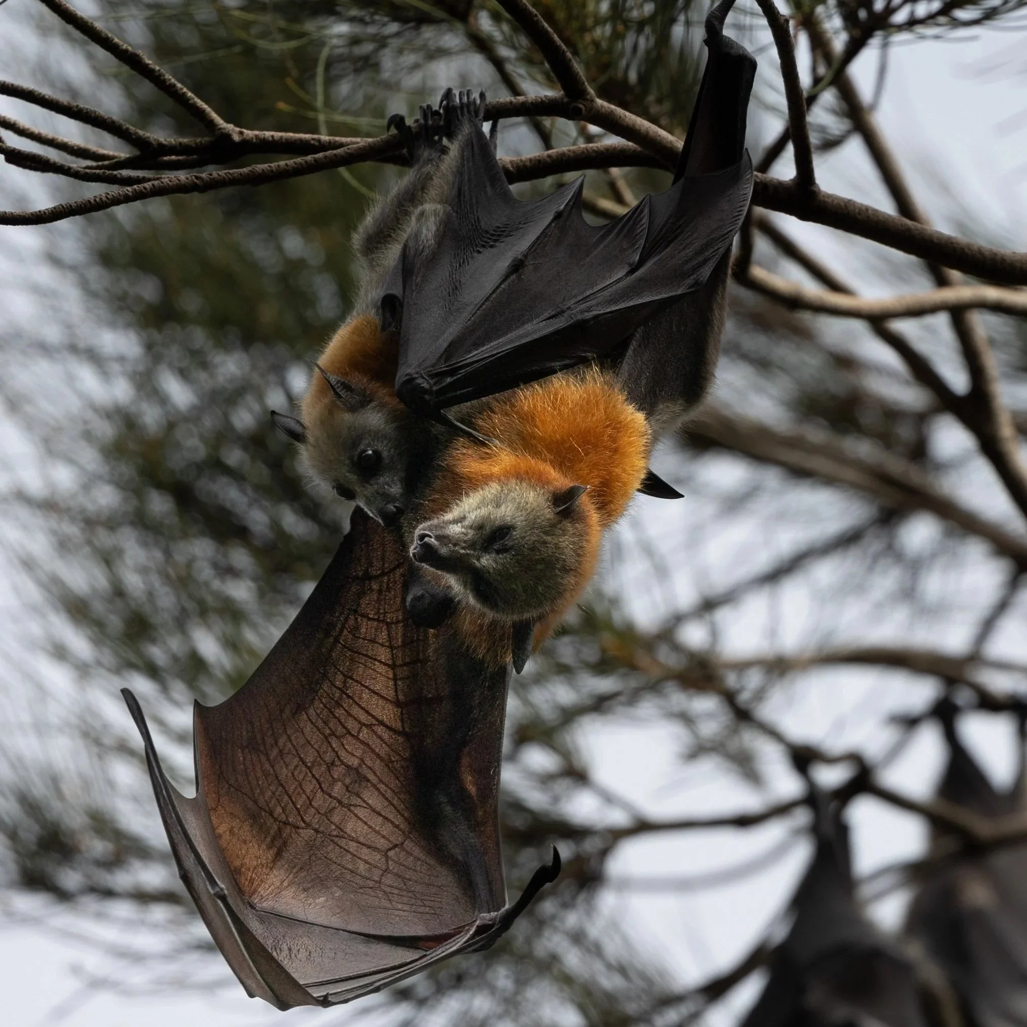Warriewood+Wetlands+bats+January+2024-22.jpg