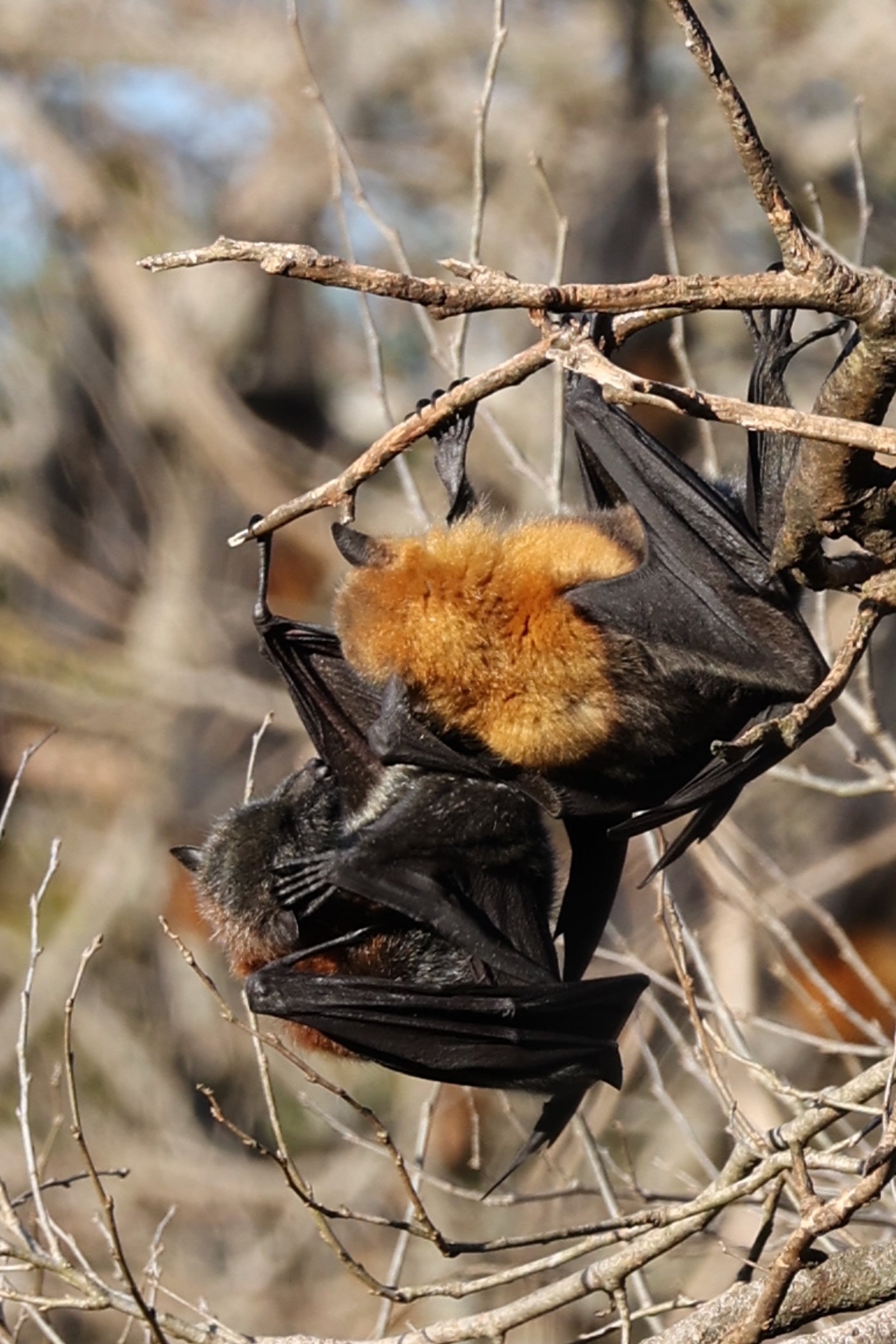 WolliCreek Bats.jpg
