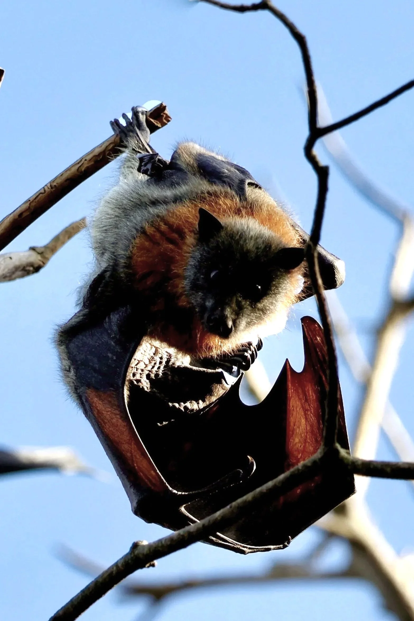 Wolli%2BCreek%2B-%2BBats.jpg