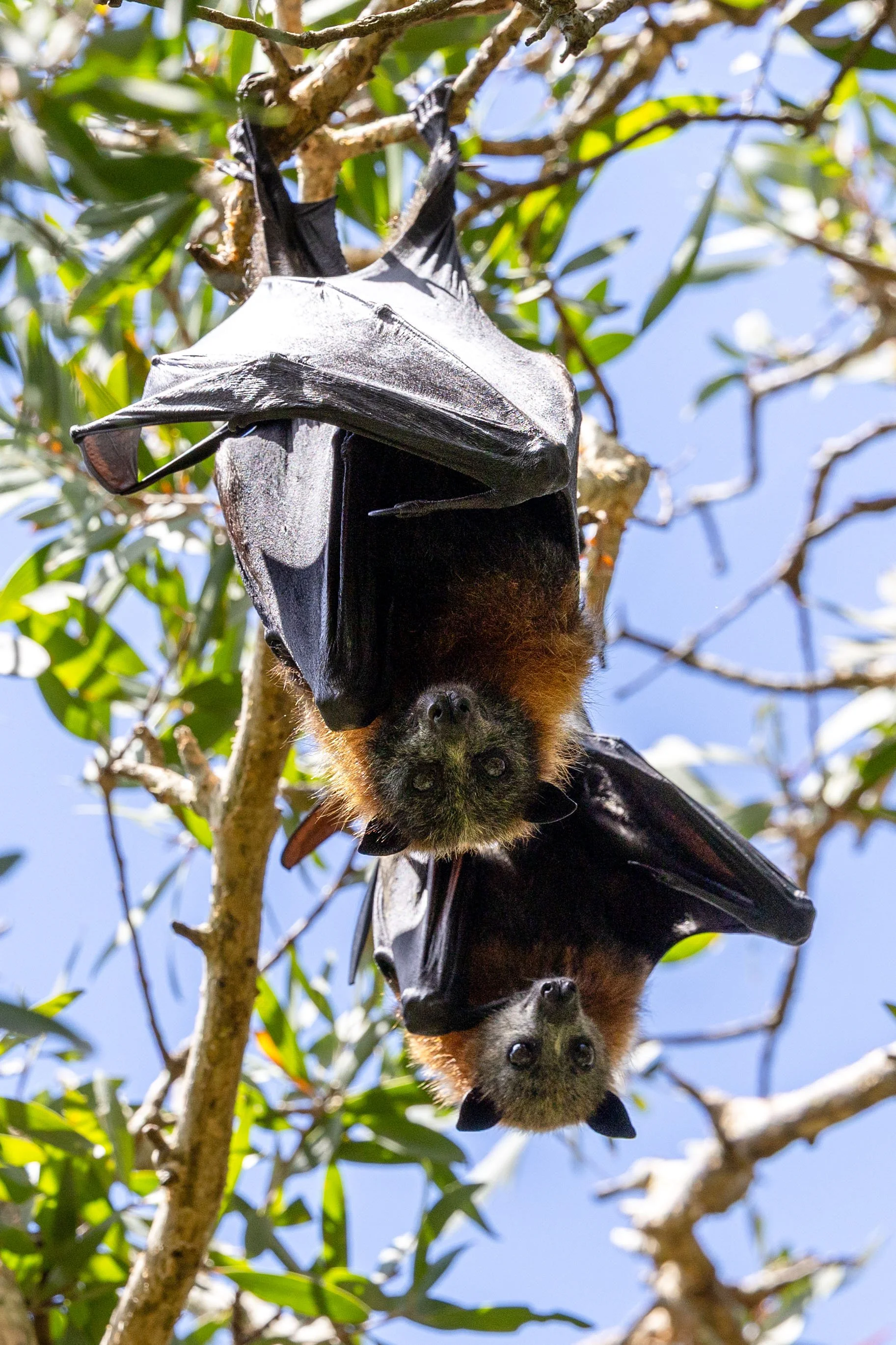 Bats.jpg