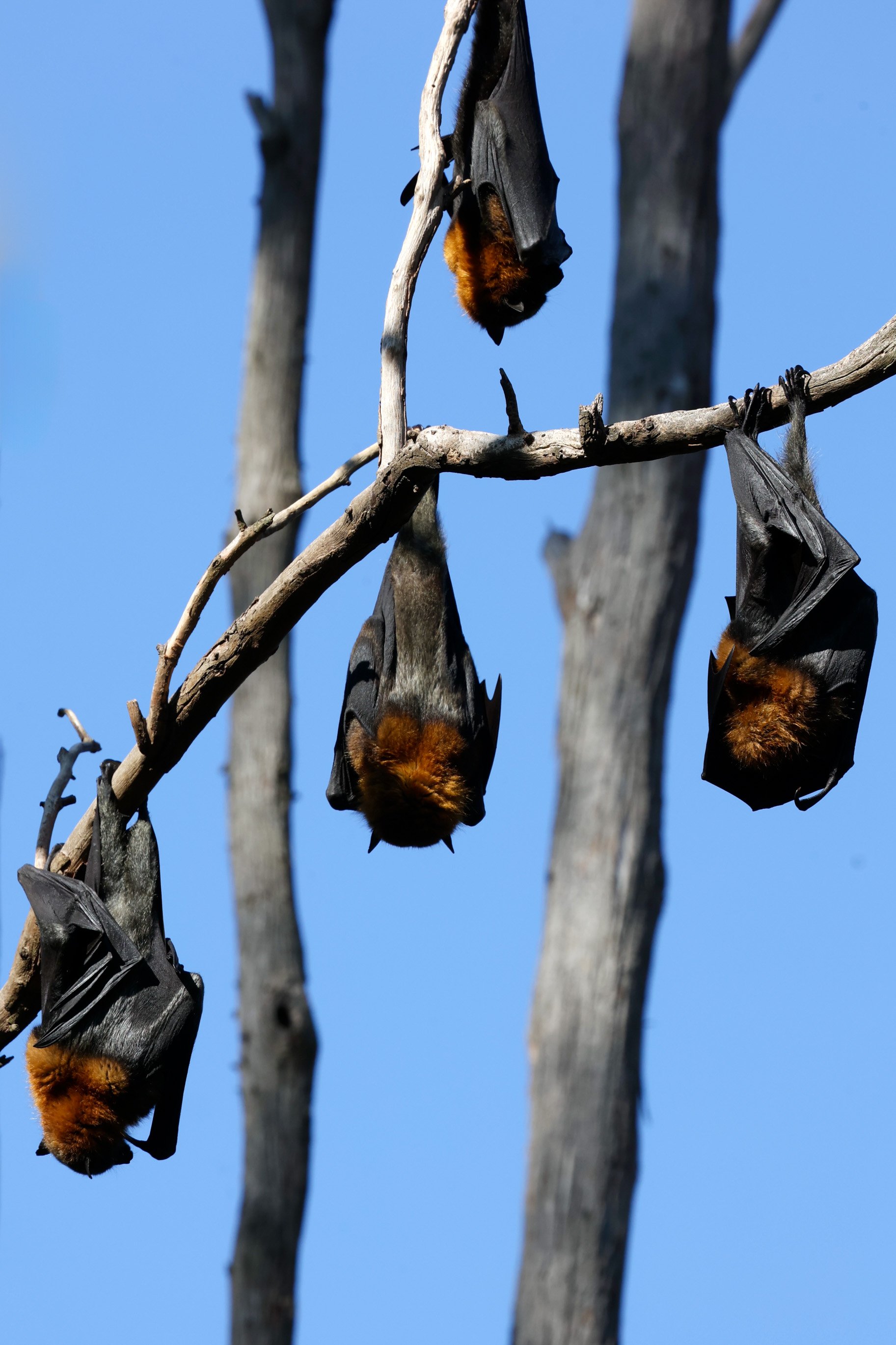 Bats in Parramatta Park.jpg