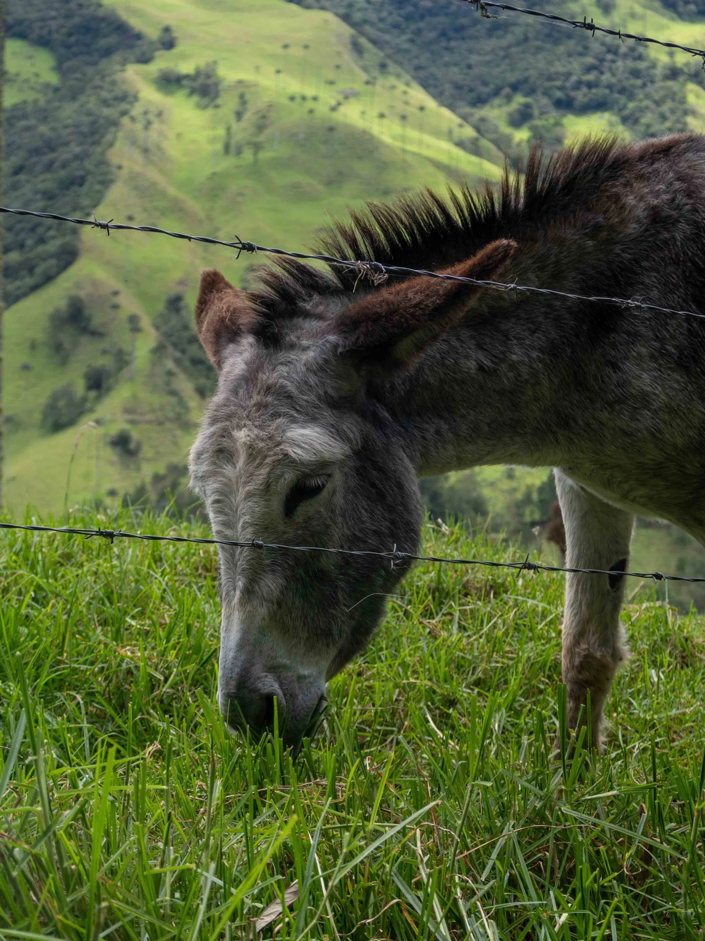 Salento+Cocoro+Valley-170.jpg