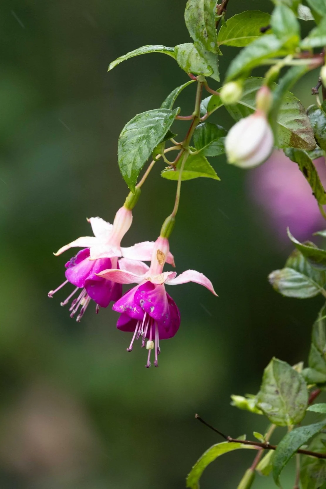 fushsia+Cocoro+Valley-104.jpg