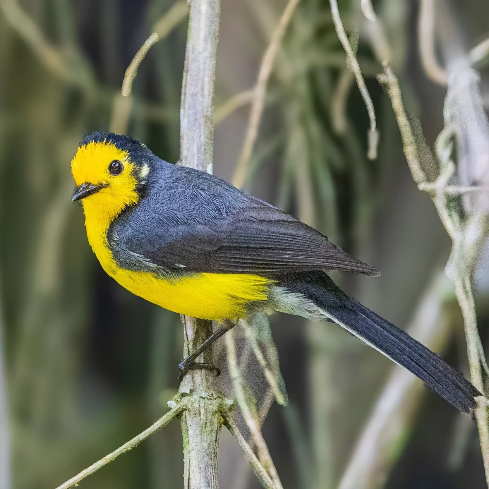 Golden-fronted+Whitestart+Cocoro+Valley-123.jpg