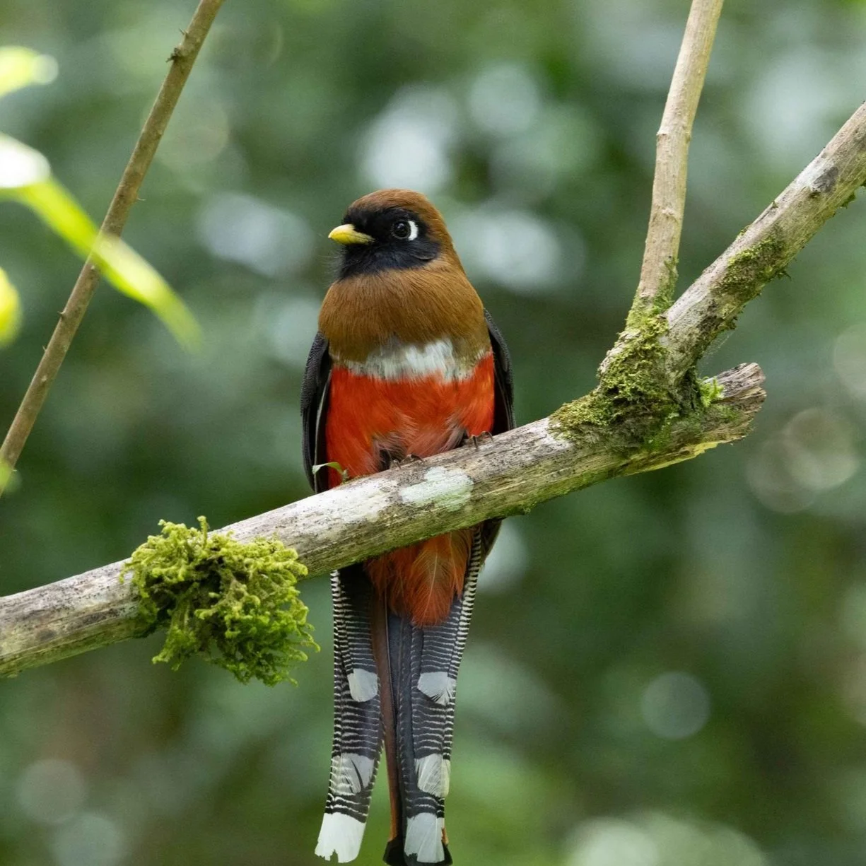 birdie