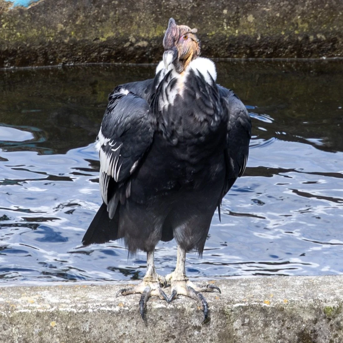 Andean+Condor+Cocoro+Valley.jpg