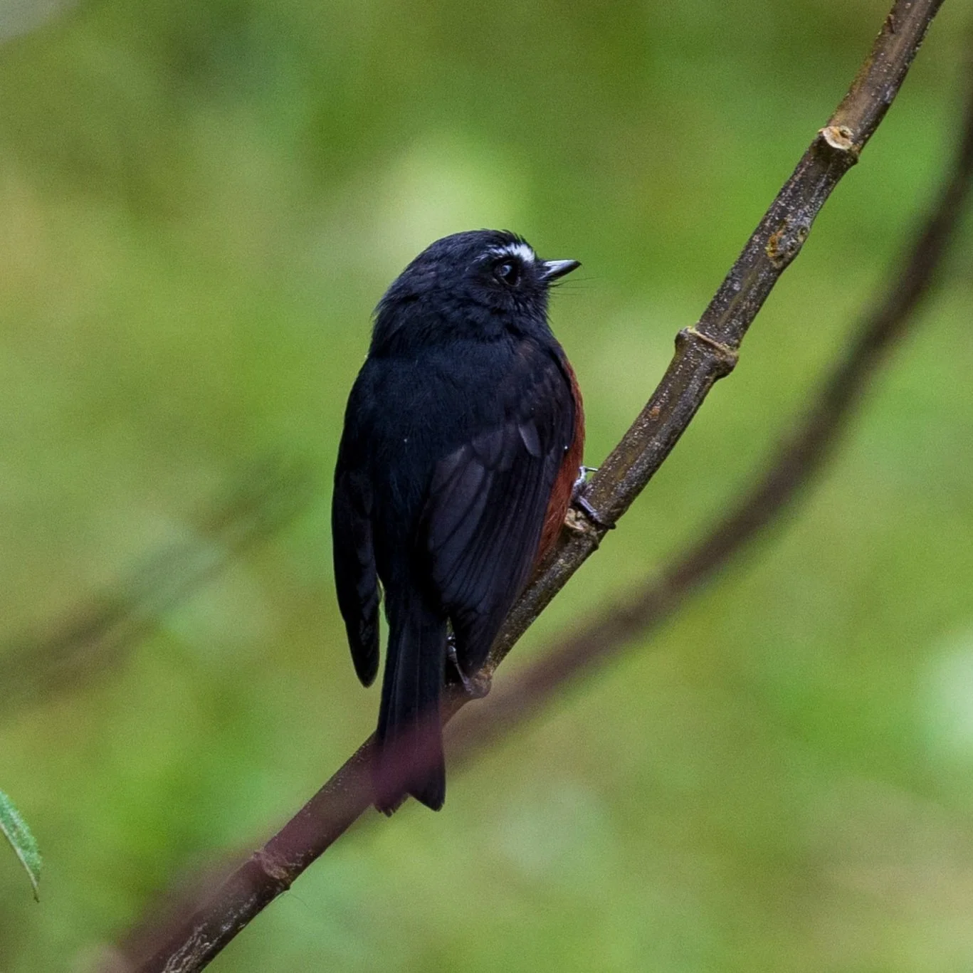 Chestnut-bellied+Seed+Finch+Cocoro+Valley.jpg