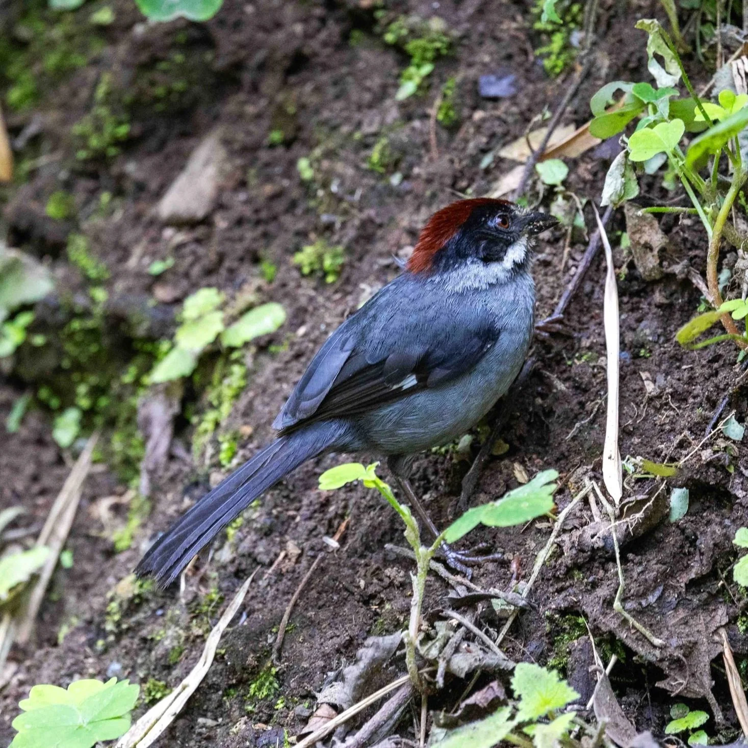 Northern+Slaty+Brushfinch+Cocoro+Valley-112.jpg