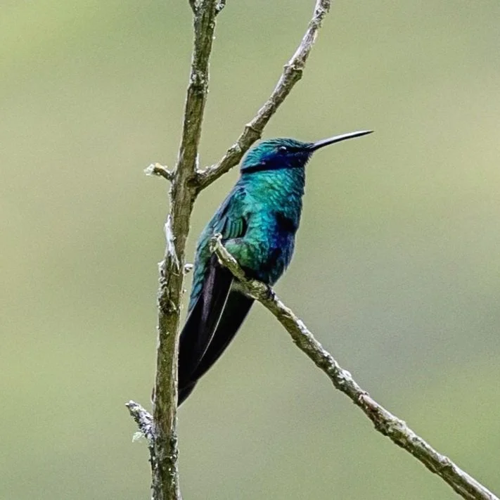 Hummingbird+in+Cocoro+Valley.jpg