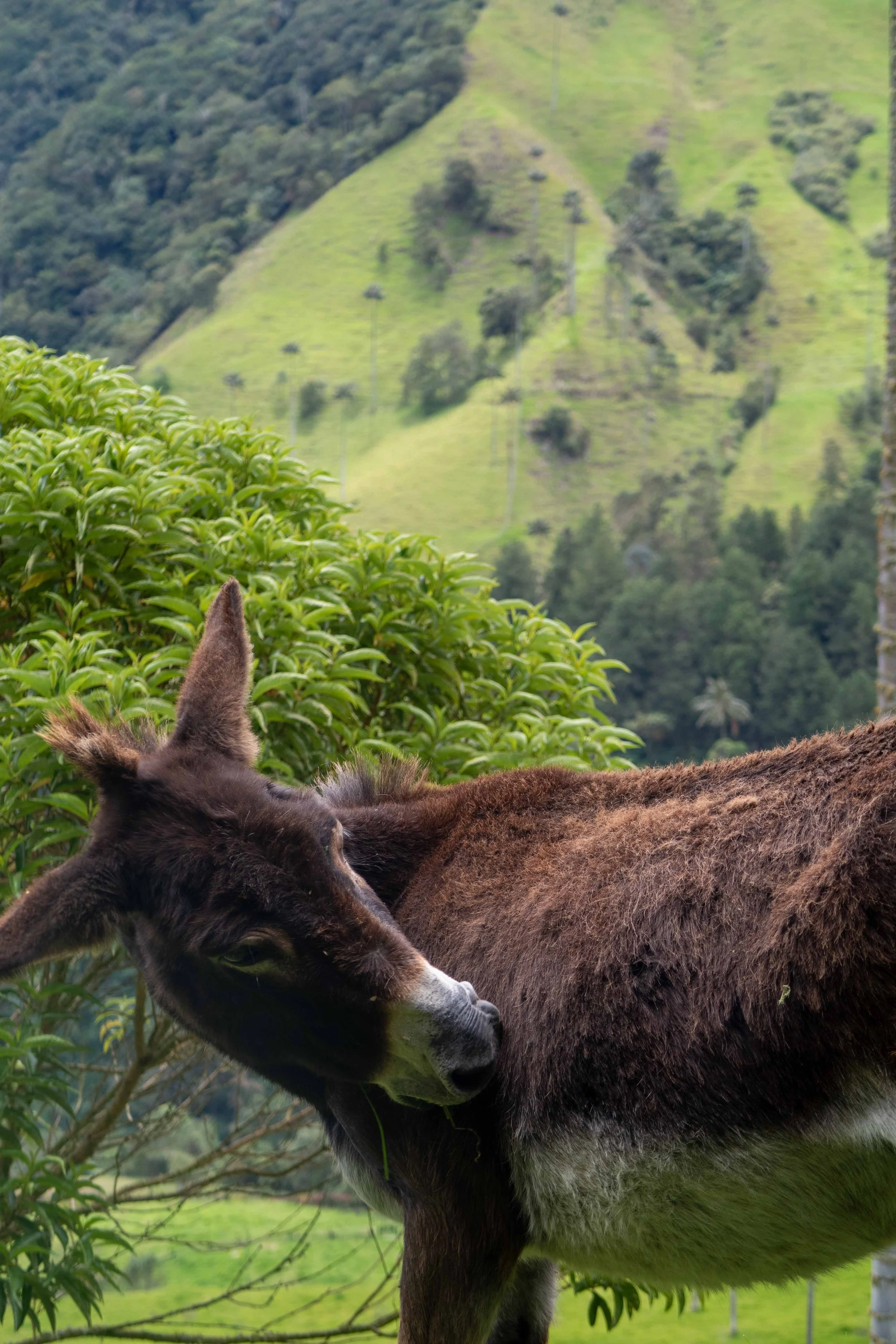 Salento Cocoro Valley-168.jpg