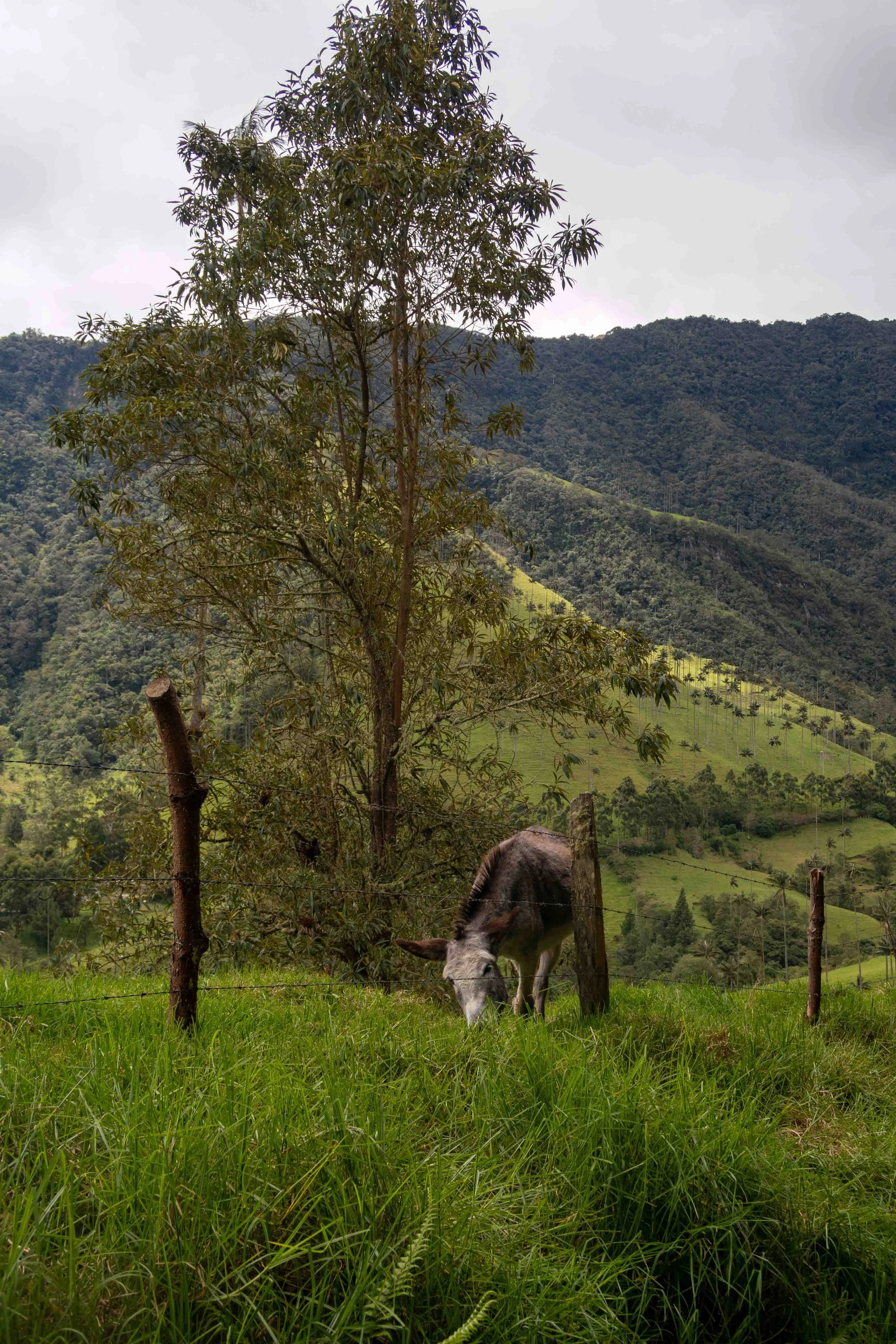 Salento Cocoro Valley-169.jpg