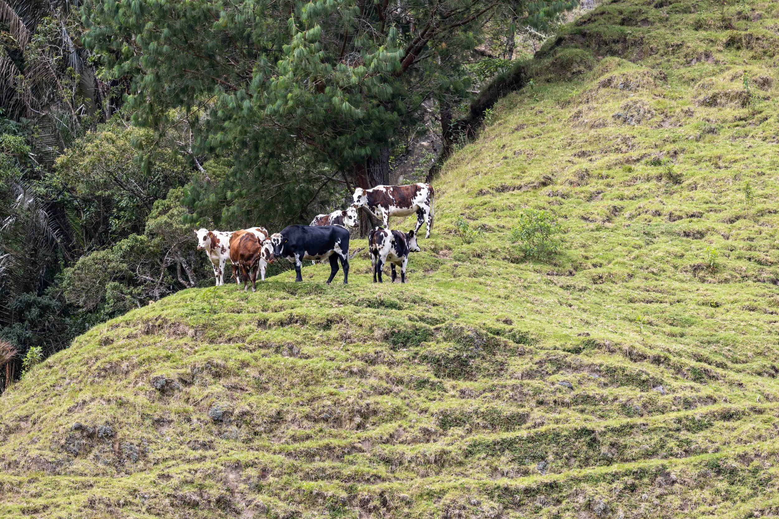 Salento Cocoro Valley-43.jpg