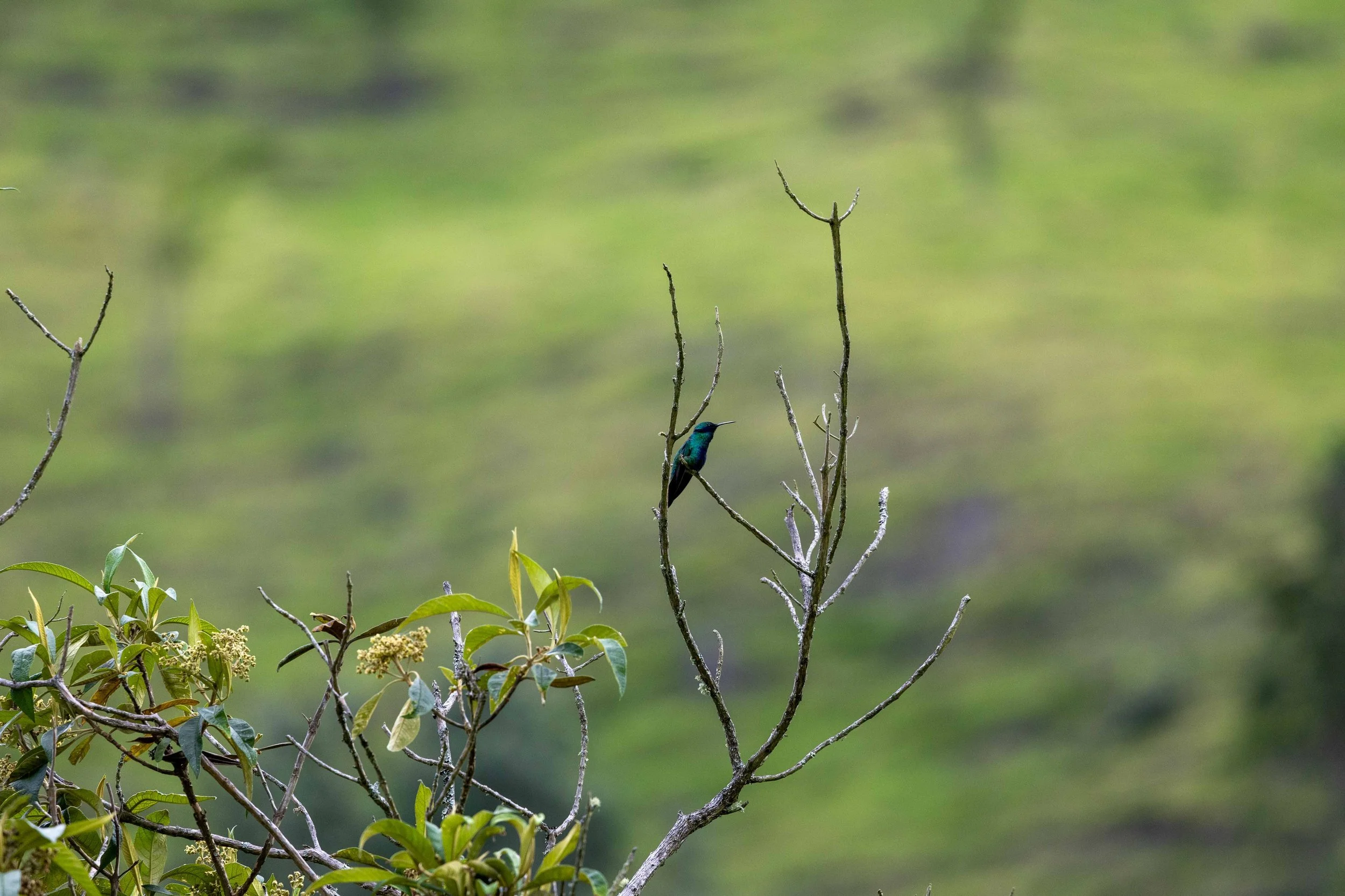 Salento Cocoro Valley-38.jpg
