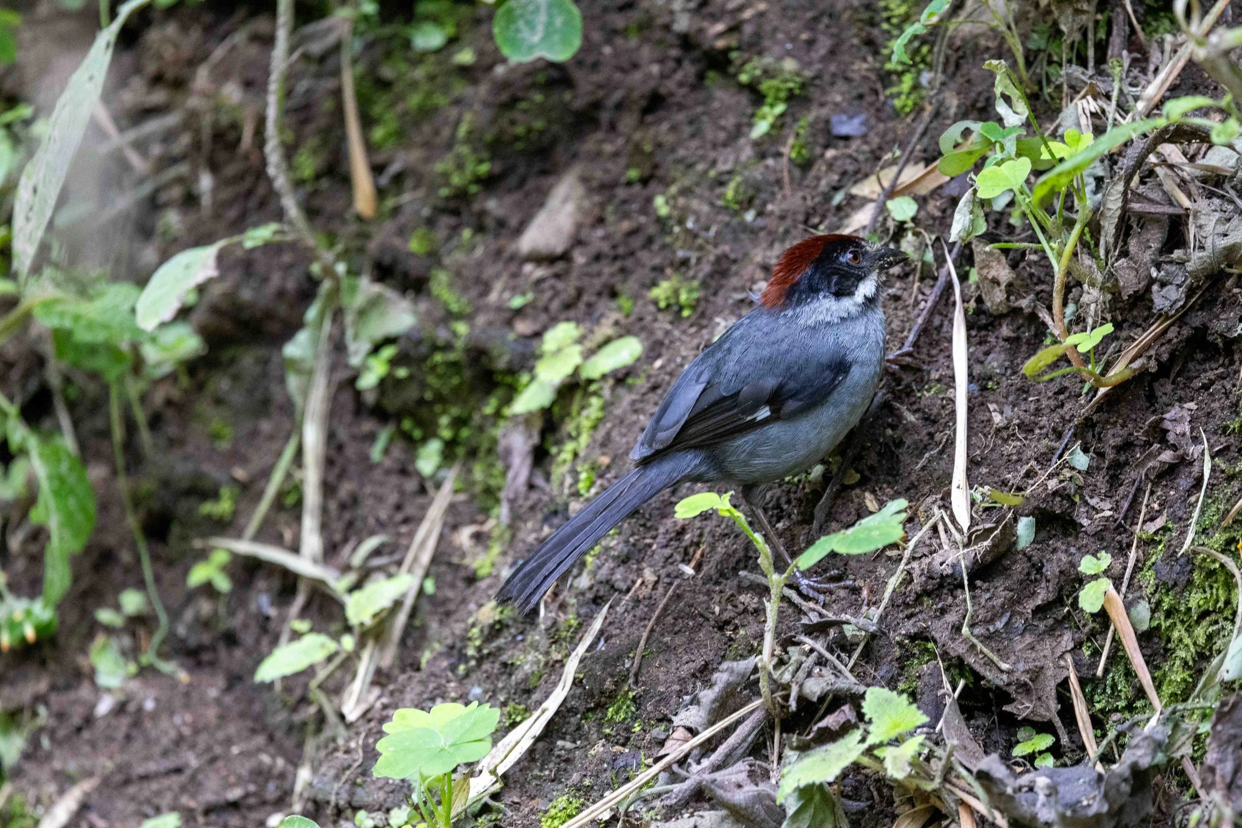Northern Slaty Brushfinch Cocoro Valley-112.jpg