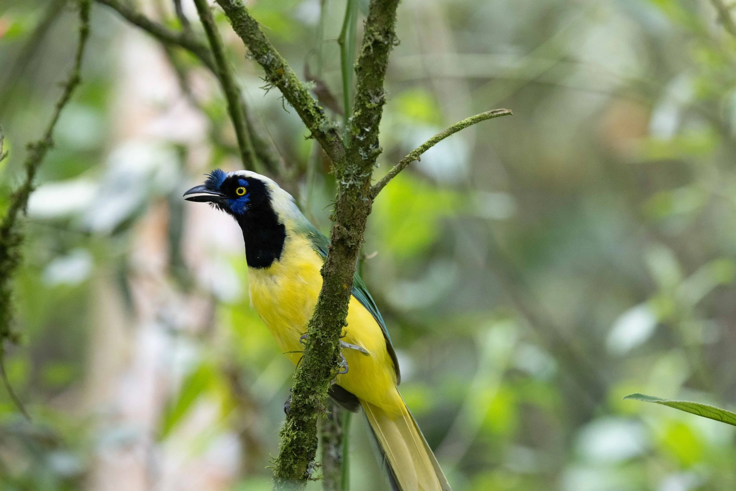 Inca Jay Cocoro Valley-151.jpg
