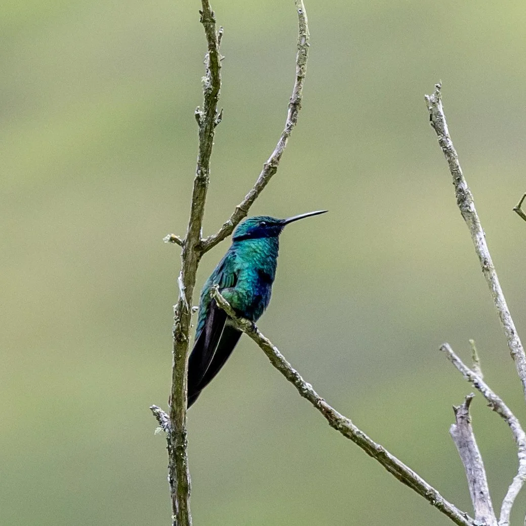 Hummingbird in Cocoro Valley.jpg
