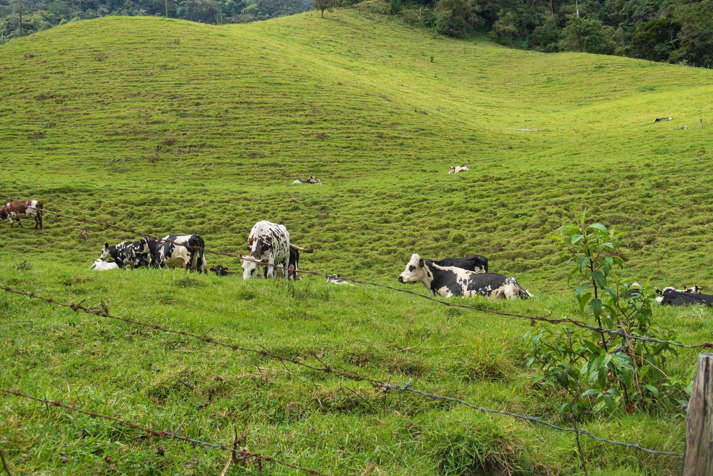 Cows Cocoro Valley.jpg