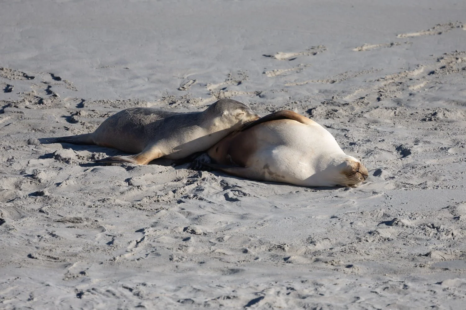 Kangaroo Island-2567.jpg