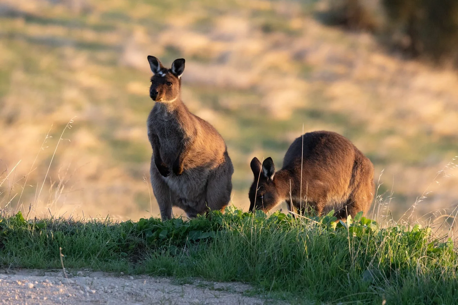 Kangaroo Island-3459.jpg