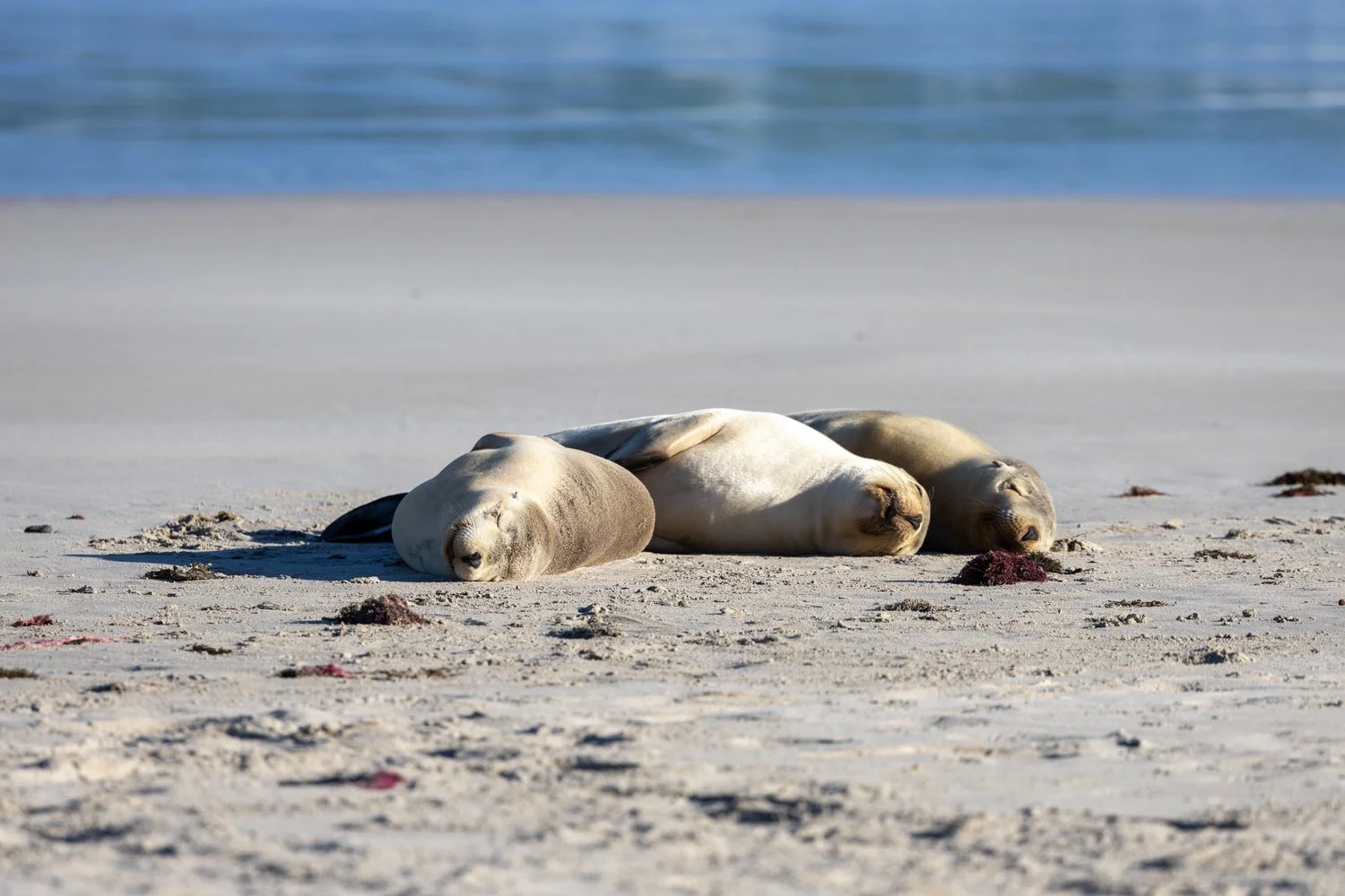 Kangaroo Island-2916-2.jpg